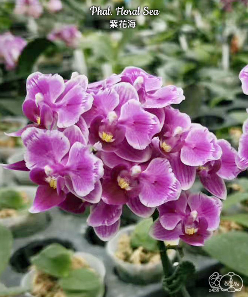 美琪園藝Miki Orchid - 品種庫